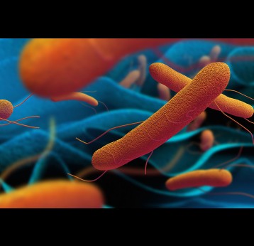 3D illustration of Salmonella typhi