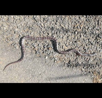 Dead body of a snake, killed by locals, is lying on road in Hatheji village of Southern Punjab where more than one dozen casualties due to snake bite were reported in August 2023 after flooding during monsoon season. Credit: Adeel Saeed