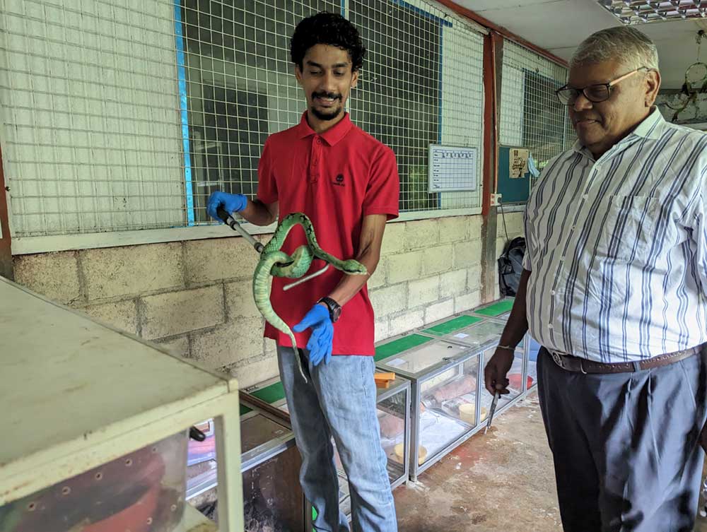Nimantha Abeyrathne and Dr. R. P. V. J. Rajapakse with a green pit viper at the Serpentarium. Credit: Aanya Wipulasena