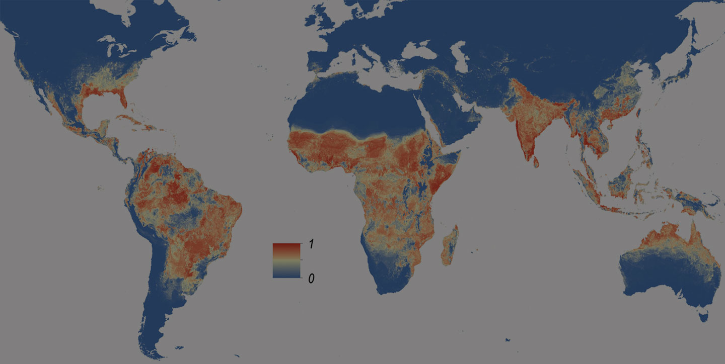 Global_Aedes_aegypti_distribution