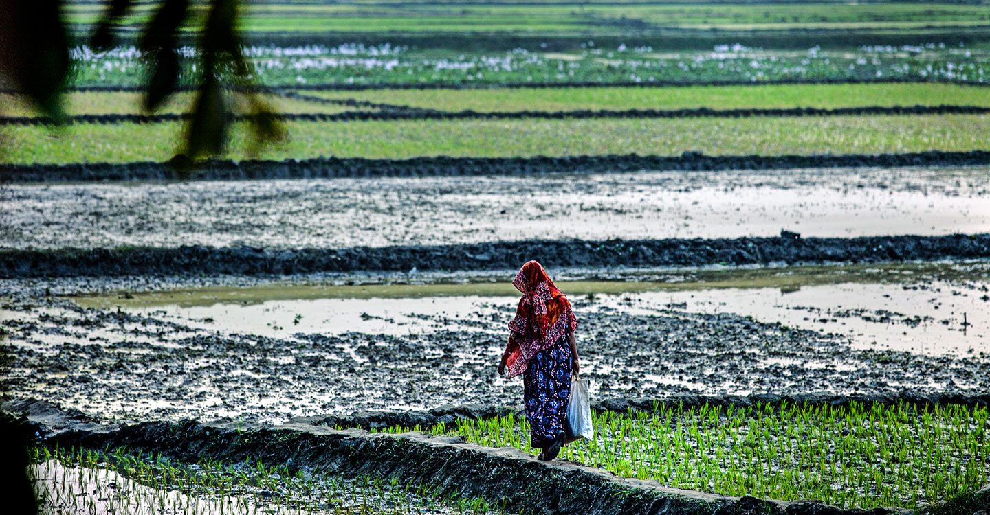 Rice paddies, prevalent throughout South-East Asia, may make for a beautiful landscape, but they are also optimal breeding grounds for mosquitos that carry the JE virus. Credit: PATH/2013.