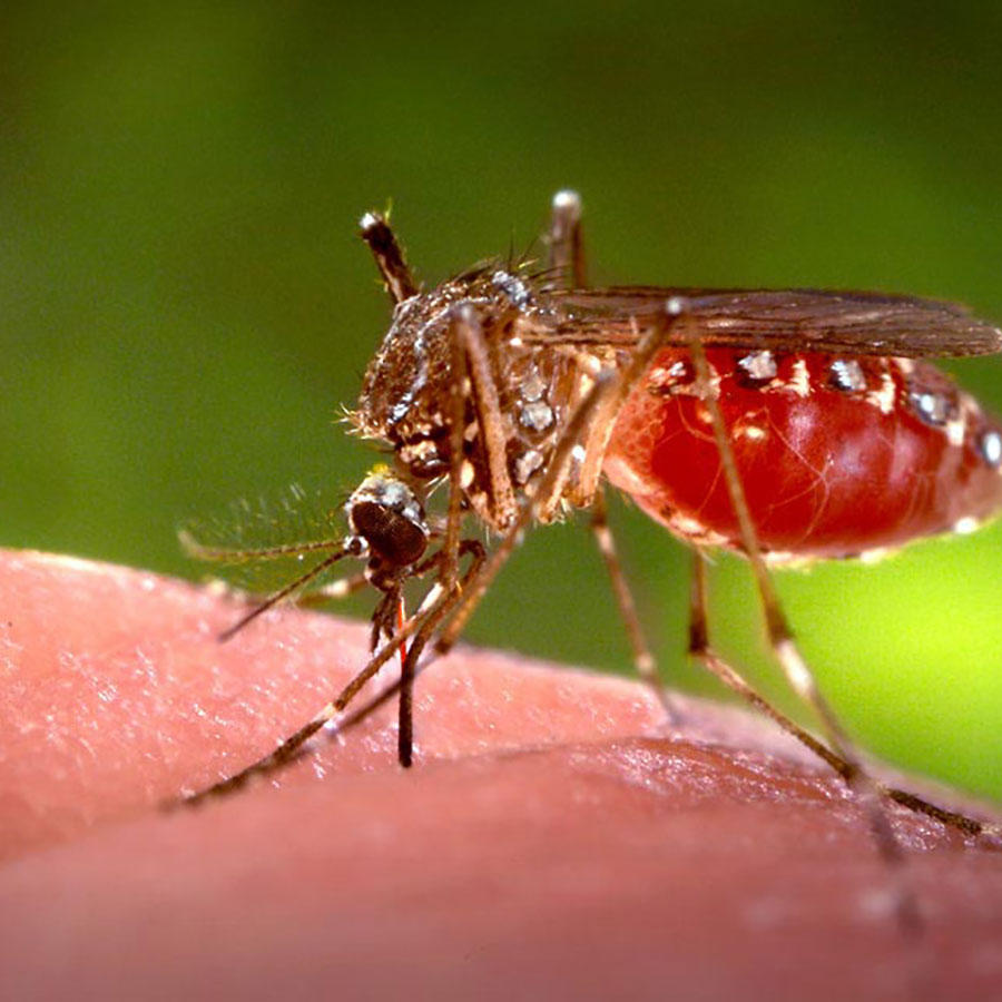 Aedes aegypti mosquito: carrier of yellow fever