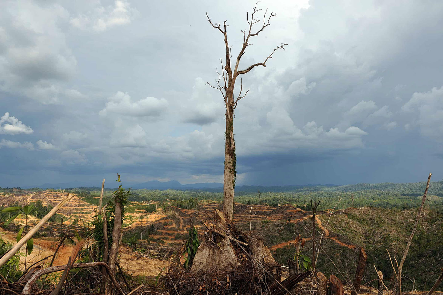 Image from The Guardian article: A tree stands alone in a logged area prepared for plantation near Lapok in Malaysia’s Sarawak State. Photograph: Saeed Khan/AFP/Getty Images Image from The Guardian article: A tree stands alone in a logged area prepared for plantation near Lapok in Malaysia’s Sarawak State. Photograph: Saeed Khan/AFP/Getty Images