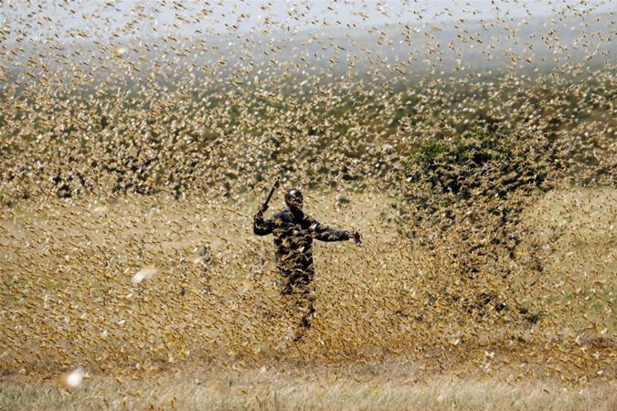 The Food and Agriculture Organization of the United Nations has secured about $111m of funding towards fighting the locust swarms [Baz Ratner/Reuters]
