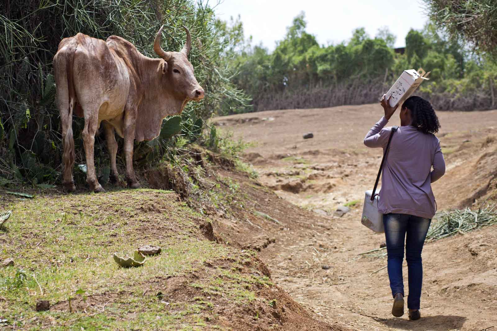 Ethiopia’s efforts to reach every child calls for a change in the country’s numbers culture. Ethiopia is a predominantly rural society, with 83.6% of people living in agrarian or pastoralist herding communities