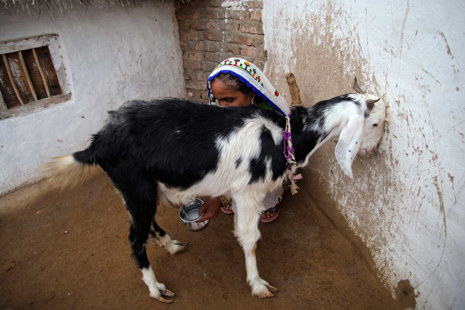   Traire la chèvre de la famille fait partie des tâches quotidiennes de Bai tôt le matin. Au Pakistan, les 100 000 femmes agents de santé sont des épouses qui doivent trouver un équilibre entre les tâches quotidiennes de la gestion d’un foyer et celles d’un agent de santé communautaire.
