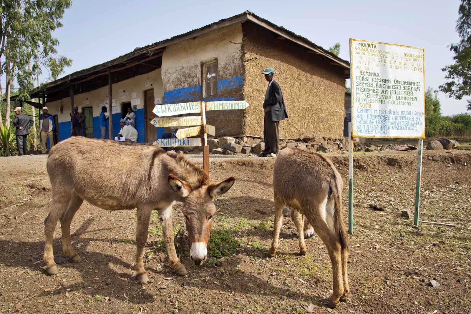  People living in the farming community of Gende Corba village in Oromia State are more likely to seek out immunisation services at the local health post, which is housed in the administration compound. The 2012 survey revealed that only 48.2% of children under two in this region had received all vaccinations.