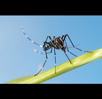 Tiger Mosquito (Aedes albopictus)