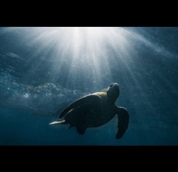 A sea turtle by Andrés Cruz