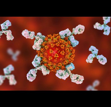 Antibodies (blue) neutralising SARS-CoV-2 (orange), the virus that causes COVID-19.