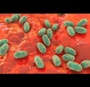 Whooping cough bacteria Bordetella pertussis, 3D illustration.