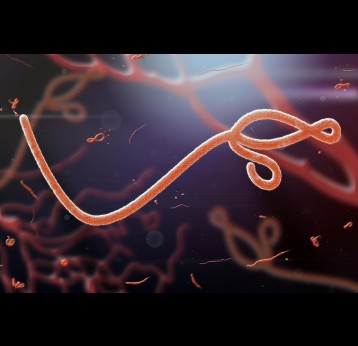 Microscopic view of the Ebola virus