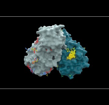Molecular view of a key component of the SARS-CoV-2 virus called MPro (Green Grey) with drug site targets identified (yellow). Non-profit COVID Moonshot will use artificial intelligence to develop oral antiviral drugs against COVID-19 and future pandemics. Copyright: Diamond Light Source, 2021