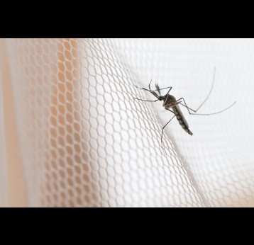 Mosquito on white mosquito wire net.