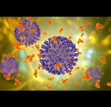 A conceptual 3D illustration of antibodies attacking the SARS-CoV-2 virus.
