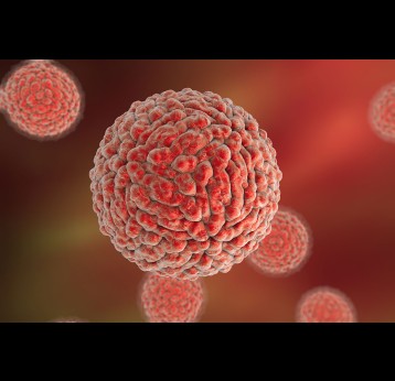 Illustration of Dengue virus which causes yellow fever and is transmitted by mosquito.