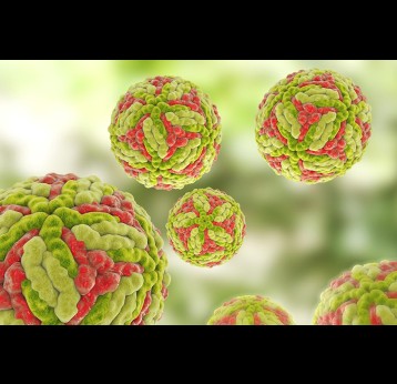 Japanese encephalitis virus, 3D illustration