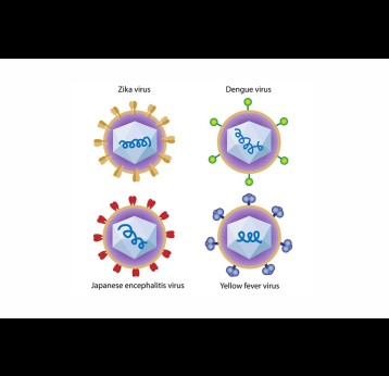 Structure of Zika virus, dengue fever, yellow fever and Japanese encephalitis viruses.