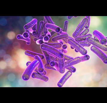 3D illustration of rod-shaped bacteria Shigella which cause food-borne infection shigellosis or dysentery.