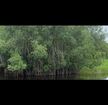 La disparition progressive des mangroves pourrait signifier une augmentation des maladies comme le paludisme. Crédit : Edna Fleure