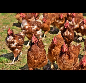 Domestic poultry may be infected with two types of bird flu viruses: highly pathogenic avian influenza (HPAI) A viruses or low pathogenic avian influenza (LPAI) A viruses. Credit: Ralph from Pixabay