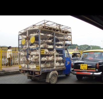 Live chickens being transported in Mumbai, Maharashtra. Credit: Sheep'R'Us/Flickr