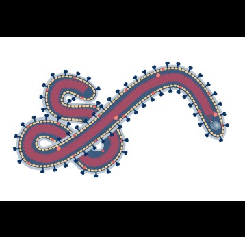 Filoviruses have a distinctive shape. They are enveloped viruses with a single-stranded RNA genome. The virus particles are long and ribbon- or thread-like. Credit: CEPI