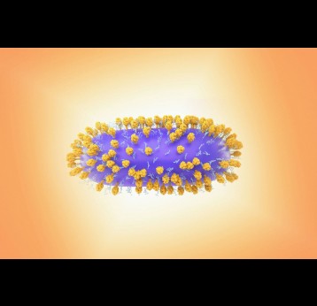 3D rendering of respiratory syncytial virus (RSV). Credit: National Institute of Allergy and Infectious Diseases/Unsplash