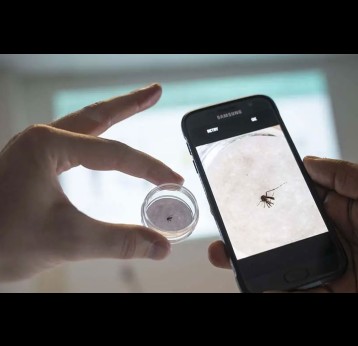 Using an AI tool in a smartphone to identify a disease-spreading mosquito. Credit: SciDev.Net