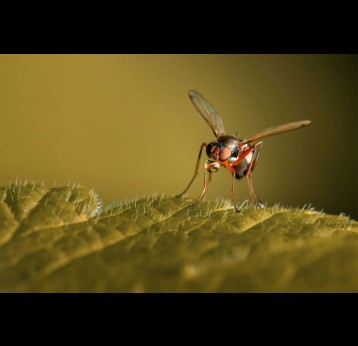 Mosquito resting on a leaf. Credit: Skyler Ewing