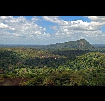 Suriname is covered almost entirely covered by rainforest. Credit: David Evers