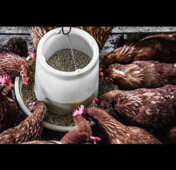 Chicken feed from a bucket of grain. Credit: Arisa Chattasa/ Unsplash