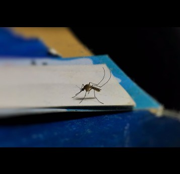 Mosquito sitting on a page. Credit: Methyl Girish