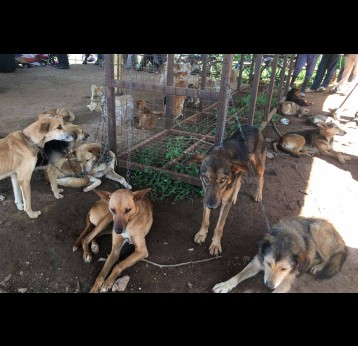 Dogs assembled at Lubao market for sale. Many sellers travel from far to arrive at the market on Thursdays. Credit: Pius Sawa