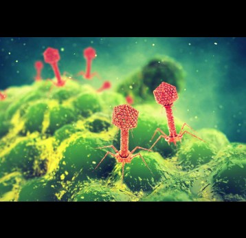 Phages (red) attacking a bacterium (green). nobeastsofierce/Shutterstock.com