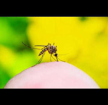 All of the Chikungunya cases in England were associated with travel to regions which have had ongoing outbreaks of the virus. nechaevkon/ Shutterstock