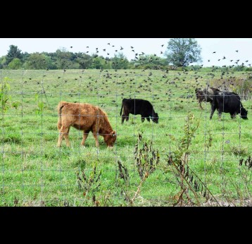 Cattle grazing in a field as birds fly past. Credit: Ginger Jordan/Unsplash