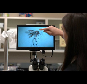 Hannah Livesay, biologist at the Grand River Mosquito Control District, points out the characteristic white markings of an Aedes aegypti mosquito shown under a microscope at her lab in Grand Junction, Colorado. Visual: Isabella Escobedo / Inside Climate News