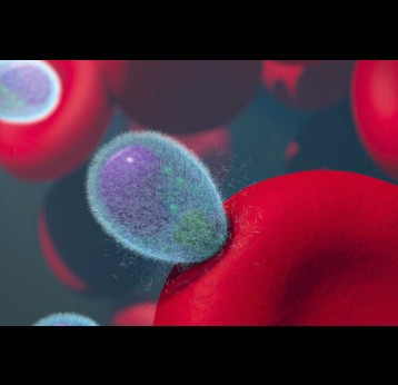 Malaria merozoites invading human red blood cells. Credit: NIADH