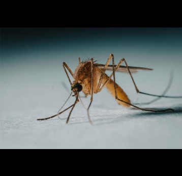 A magnified photograph of a mosquito. Credit: Rapha Wilde