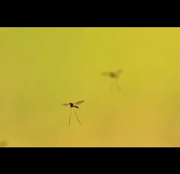 Mosquitos. Credit: Unsplash, Wolfgang Hasselmann