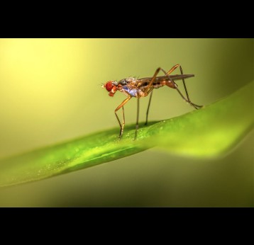 Mosquito rests on a leaf. Credit: Eric Karitis