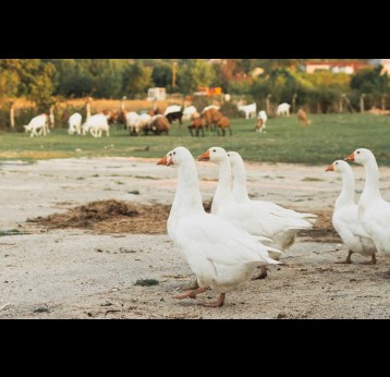 Nobel geese walking with herd of goats in the background. Credit: Freepik
