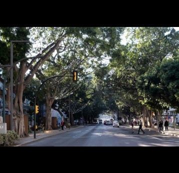 Street trees shading an asphalt road in Málaga, Spain. While trees are the obvious go-to cooling solution, their upkeep can be expensive. Image by Ari Dinar via Unsplash (Free to use).