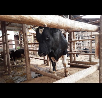 Brucellosis is a highly contagious, chronic bacterial infection caused primarily by the Brucella abortus bacterium. It is one of the most significant diseases affecting cattle. Credit: Joyce Chimbi