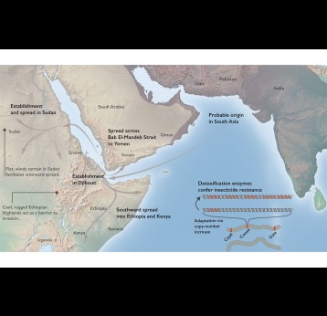 The invasion history and resistance mechanisms of An. stephensi in Africa.  Credit: Tristan Dennis, Liverpool School of Tropical Medicine / The University of Queensland