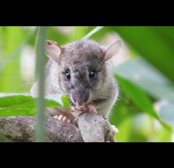 Eliurus tuft-tailed rat. Photo by Elise Paietta