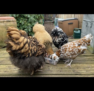 Participant's chickens in garden. Credit: CEPI