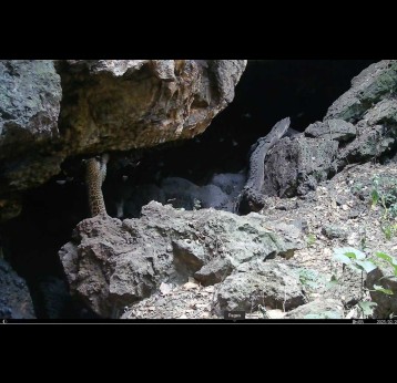 A leopard hunts in Python Cave, Western Uganda, which is known to harbour the Marburg virus. Credit: Bosco Atukwatse/Volcanoes Safaris Partnership Trust Kyambura Lion Project