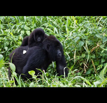Just over 1,000 mountain gorillas remained in DRC’s Virunga National Park and Bwindi Impenetrable National Park as of 2018.  If just one of them contracted Ebola, it could “decimate the population,” with less than 20% projected to survive at 100 days post-infection. Image by Cai Tjeenk Willink via Wikimedia Commons (CC BY-SA 3.0).